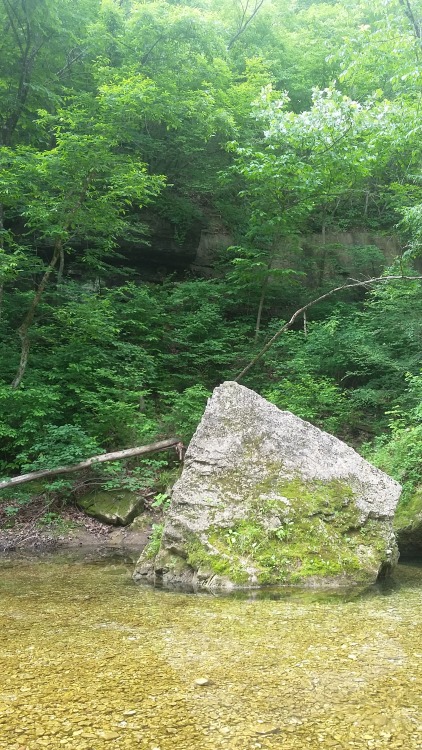 theliberalpedestrian:Busiek State Forest. Missouri, USA