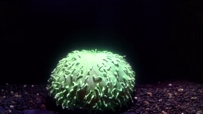 todropscience:THIS IS HOW CORAL BLEACH AS SEA TEMPERATURE RISECoral bleaching, and coral reef die of