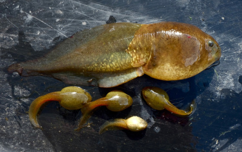 tractorgoth: typhlonectes: The Giant Tadpole That Never Got Its Legs By Katie L. Burke A record-brea