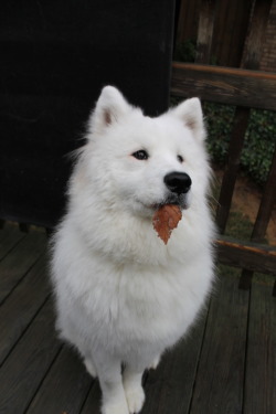 ellie-the-smiling-samoyed:  I told her to go find a toy and she brought me a leaf.  