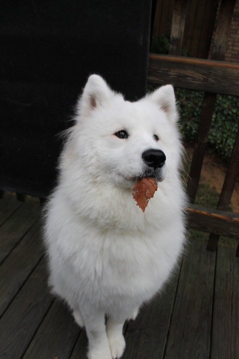 ellie-the-samoyed:  I told her to go find porn pictures