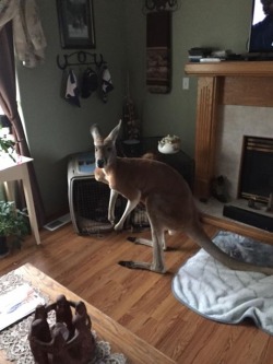 awwww-cute:  My husky looks like a kangaroo.