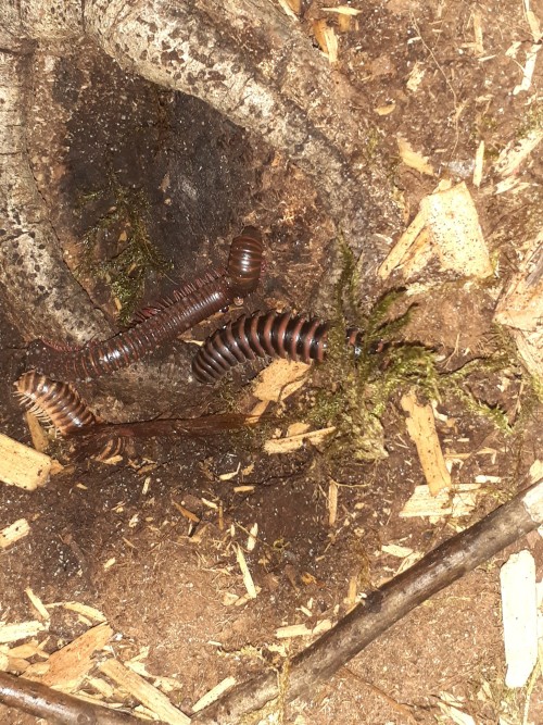 Millipede Photodump