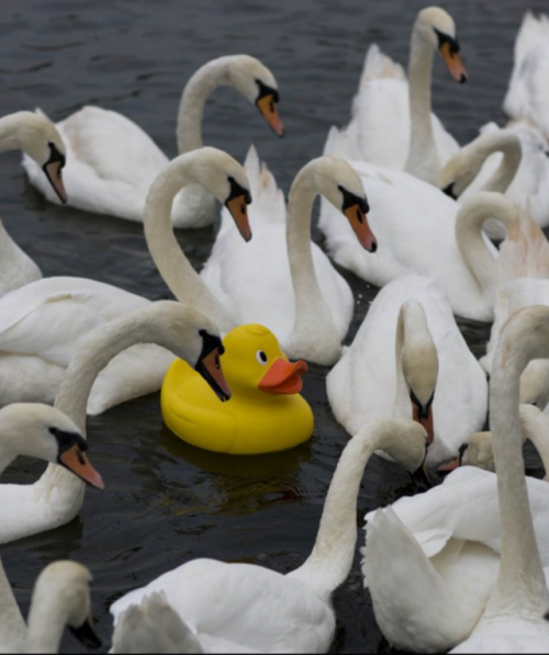 gaticosycosicas: knight-in-sour-armor: Day 4: The swans suspect nothing @duckland