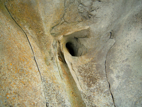 Interior base of sperm whale skull showing bony narial tube, taken at Westray Heritage Centre, Orkne