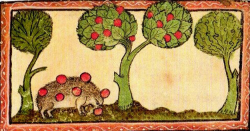 pagewoman:  Hedgehog stealing apples, circa 1320 (Cambridge). 