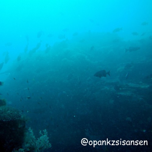 The shot gun exit gate #shotgun #labuanbajo #cndive #komodo #flores #ntt #indonesia #scubadive #divi