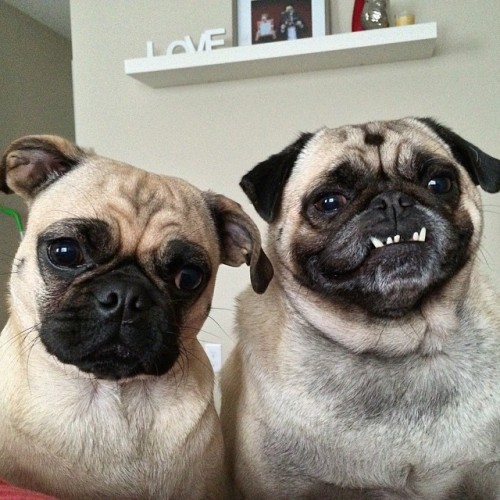 ilovepugs4ever:  Follow Dog Quotes. 