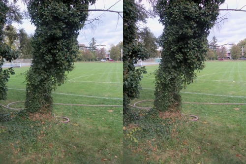 Ivy Cross your eyes a little to see these photos in full 3D. (How to view stereograms)