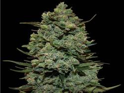 herbmedication:  weed herb marijuana kush