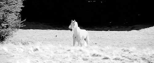 dailytolkien:Shadowfax. He’s the lord of all horses and he’s been my friend through many dangers.