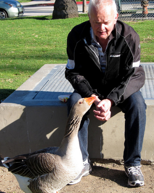 ultrafacts:  Every morning, her priority is to stand by the side of the road and patiently wait for her mate to return - on his scooter.She is a gray Toulouse goose named Maria. He is a retired salesman named Dominic Ehrler. And together, they have become