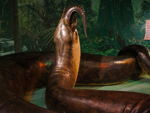 ainawgsd: Titanoboa Titanoboa is an extinct genus of snakes that is known to have lived in pres