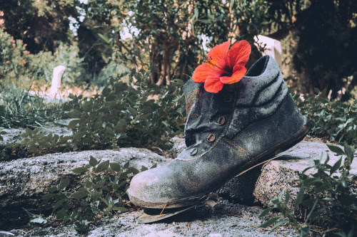 Still Life with Old Shoe and Red Flower