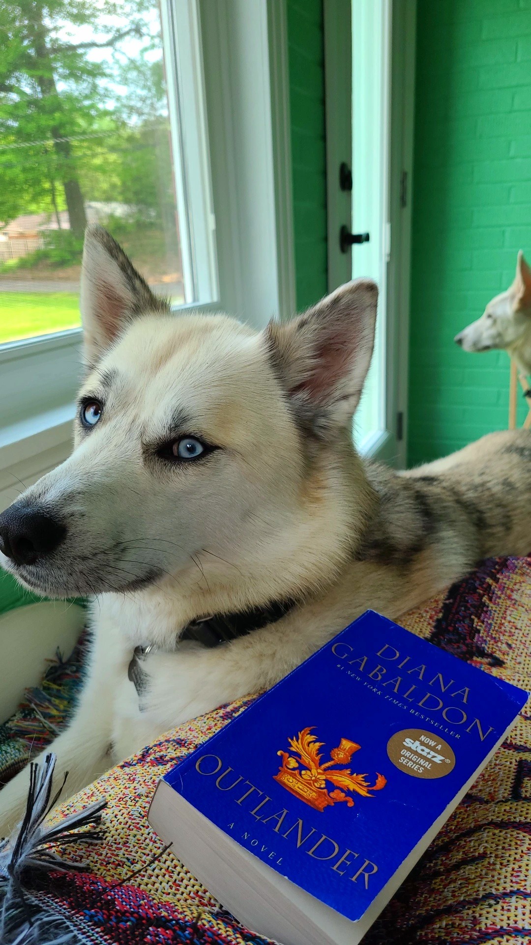 katiiie-lynn:Hanging out in the reading room today and the pups joined me per usual