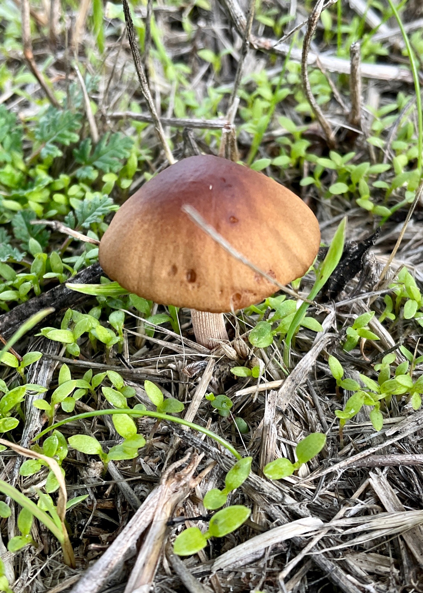 A small brown mushroom among green seedling sprouts and dry stems.