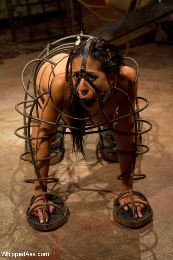 puppyboylibra:  Into the doggy cage