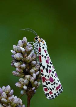 tangledwing:  A crimson speckled moth. The