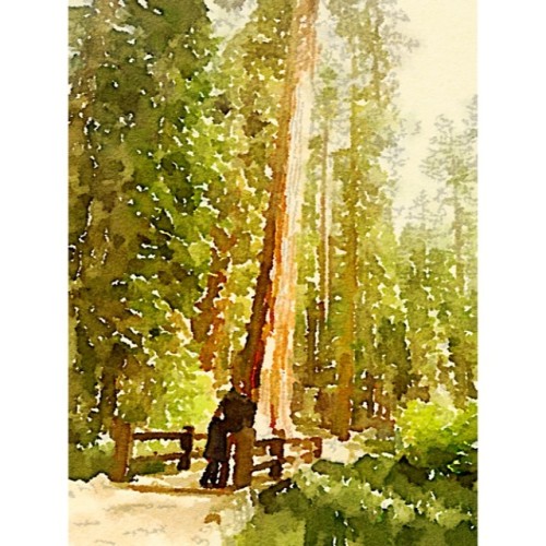 #fbf to last Friday in #Yosemite at #mariposagrove. I’m the black splotch in the middle. Watercolor via #Waterlogue #giantsequoias