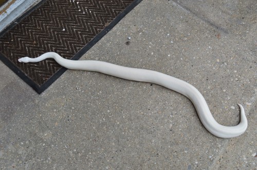 followthebluebell:shingecko-no-kyojin:Look at this long dogwhat breed of dog is this