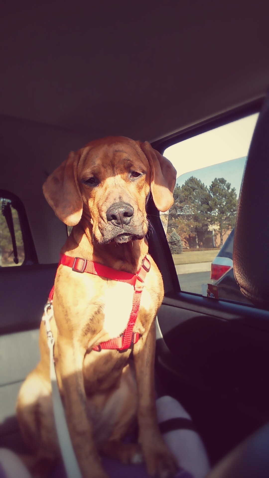 handsomedogs:This is Groot our 6 mos old hound mix 😊
