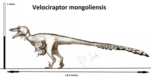 fuckyeahdinoart: Velociraptor mongoliensis (updated) by Teratophoneus