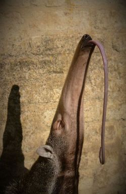 rorschachx:  A giant anteater (Myrmecophaga tridactyla) shows his tongue | image by Jade Price 