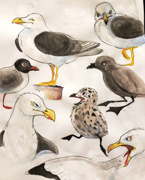 despazito: gulls and storm petrel