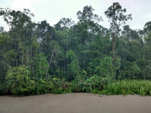 all-the-way-there:  This is why they call it a rainforest!