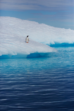 eveningstarr:  Gentoo Penguin (by Markus