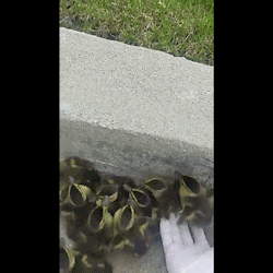 thenatsdorf: Ducklings get a helping hand. [full video]