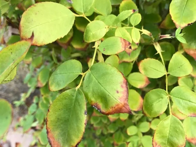 Burnt leaf for overdose of fungicide