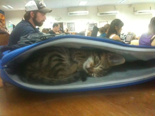 queen-across-the-sea: fuckin-psych0: how to bring your cat to school 101 is that Bobby Singer