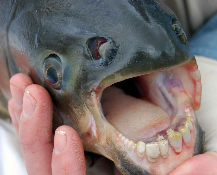 Pacu fish and its human teeth&hellip;