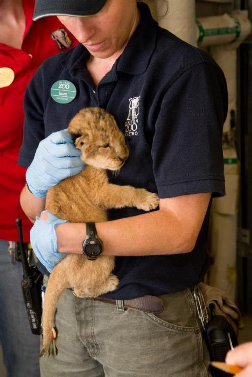 zooborns:  Oregon Zoo’s Lion Pride Grows  Neka, a 6-year-old African lion at the Oregon Zoo, gave birth to three healthy cubs on September 7. Veterinarians conducted their first examination of the 12-day-old cubs, and found that all three cubs are girls!