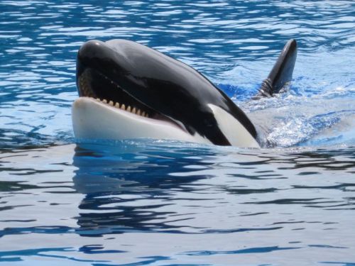 Gender: MalePod: N/APlace of Capture: Born at SeaWorld of FloridaDate of Capture: Born August 25, 20