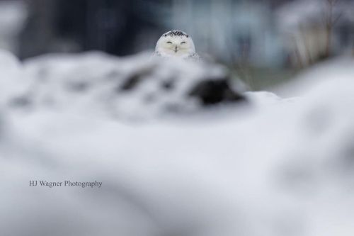 Can #snowysaturday be a thing? A snowy owl from an encounter on 12/8/21. #nature #wildlife #wildlife