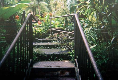 kactus-flower: Botanical Garden // Hilo, Hawaii