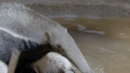 sdzoo:Giant anteaters are good swimmers and are able to use their long snout as a snorkel. Watch the