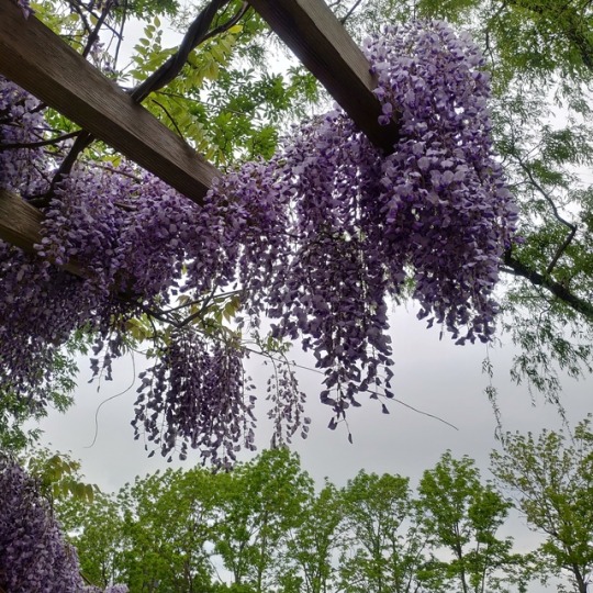藤の花言葉は優しさ Explore Tumblr Posts And Blogs Tumgir