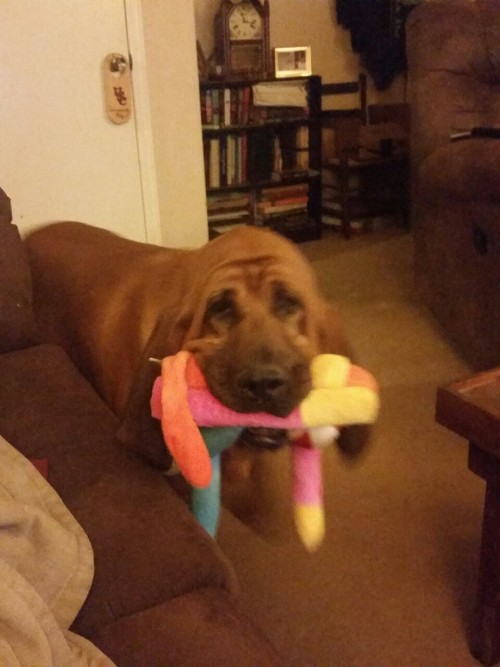 handsomedogs:  My bloodhound babies. 10 week old Emmet and 11 year old Remus. 