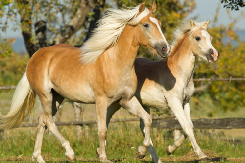 Is Sunlit Based On A Haflinger? They Also Have A Golden Coat And White Mane/tail!!