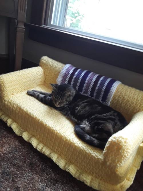 the-adventures-of-dave: puppyrazzi: catsbeaversandducks: Tiny Crochet Cat Couches With Matching Gran