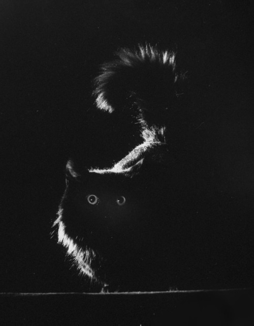 by Gjon Mili (1904-1984)his cat Blackie