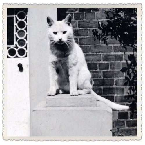 providencepubliclibrary: Found photograph; photographer unknown, Circa 1955. Happy Caturday!