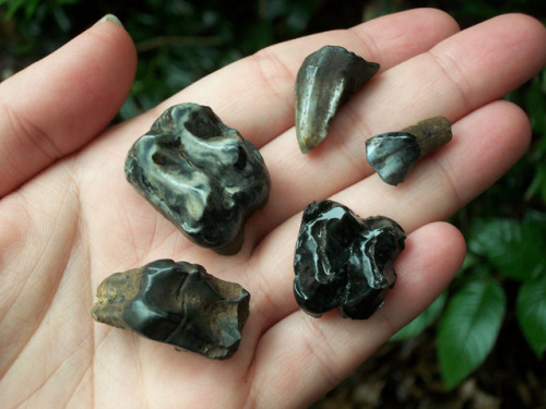 shadyufo:Fossilized Tapir Teeth. Three molars, an incisor, and a canine tooth.