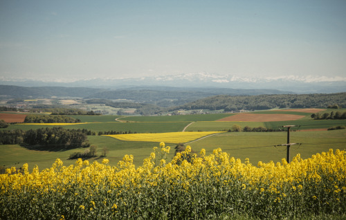 Alpen mit Raps - ein Foto von Anfang Mai