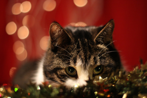 Porn photo cat-parlour:  Merry Christmas from Shogo
