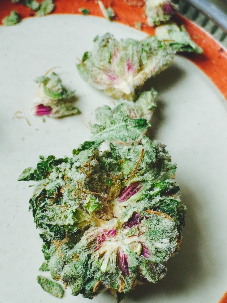 hellolaurenzo:  My mom brought down this medical from Maine. OG Real. It’s so purdy!☺