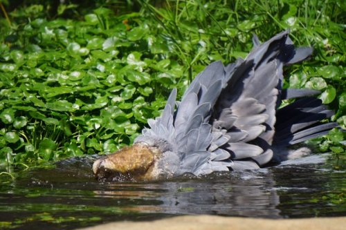 cuteanimals-only:Shoebill bath time!Front-heavy bird falls face first.